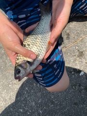 Systomus orphoides