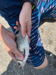 Systomus orphoides