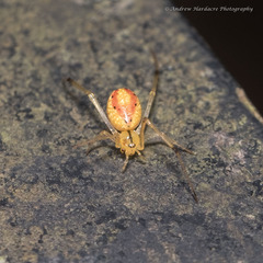 Thwaitesia glabicauda