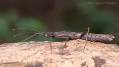 Neohirasea hongkongensis