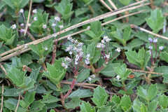 Ceanothus prostratus