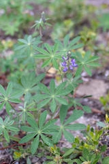 Lupinus breweri