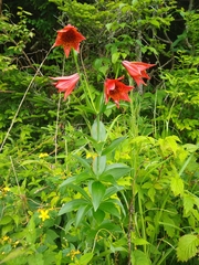 Lilium grayi