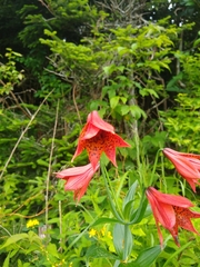 Lilium grayi