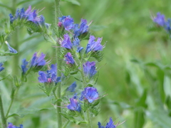 Echium vulgare