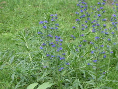Echium vulgare