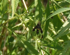 Carmenta pyralidiformis