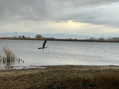Great Blue Heron photographed in Colorado