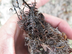 Cladonia stygia