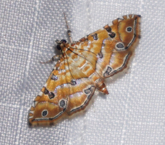 Ommatospila narcaeusalis
