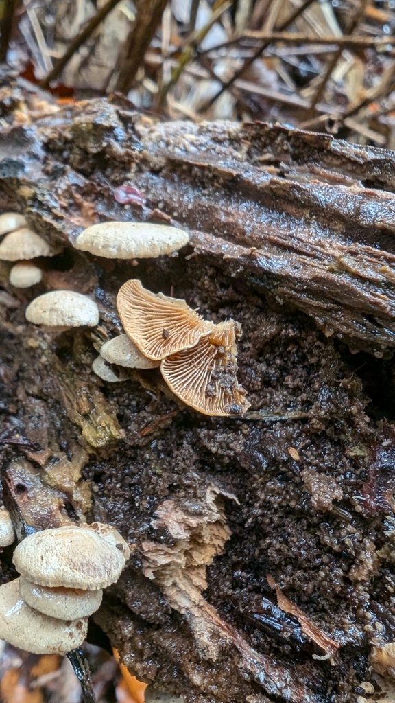 Panellus stipticus · November 2024 · photo: © atsushi_nakajima_cirque (iNaturalist, cc-by)