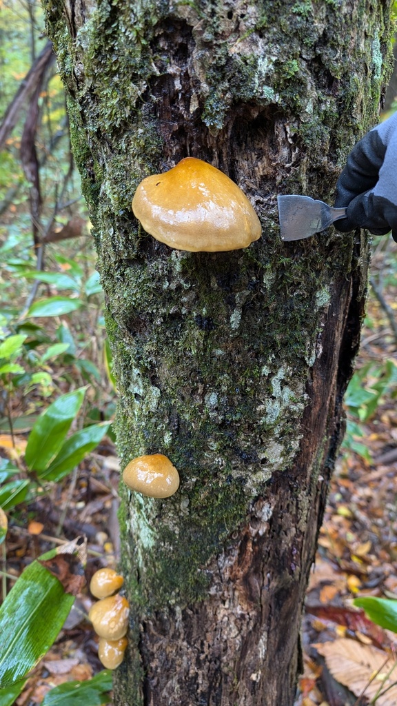Sarcomyxa edulis