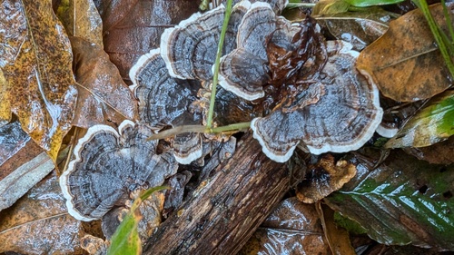 Trametes versicolor