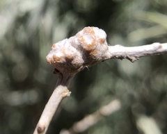 Rhopalomyia chrysothamni