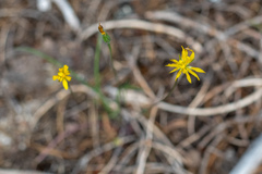 Microseris nutans