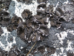 Lasallia pensylvanica