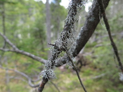 Pseudevernia cladonia