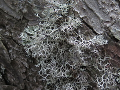 Pseudevernia cladonia