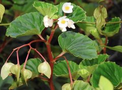 Begonia cucullata