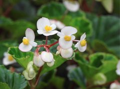 Begonia cucullata