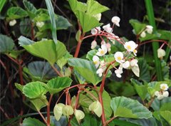 Begonia cucullata