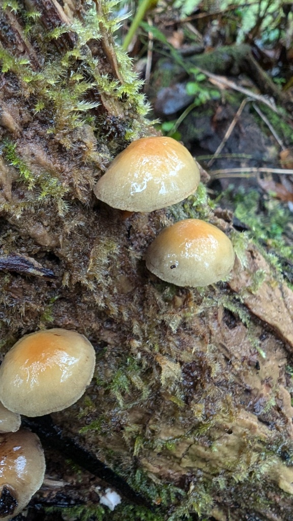Hypholoma fasciculare · November 2024 · photo: © atsushi_nakajima_cirque (iNaturalist, cc-by)