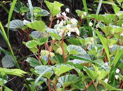 Begonia cucullata