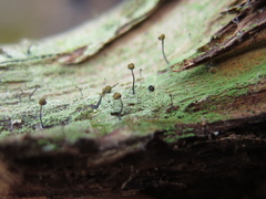 Chaenotheca stemonea