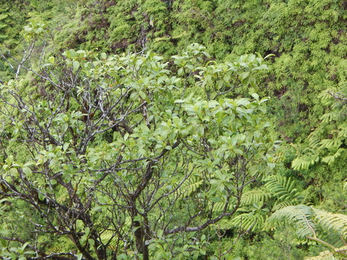 Psychotria mariniana