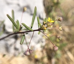 Cleomella parviflora
