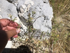 Cleomella parviflora