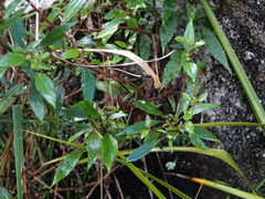 Procecidochares alani