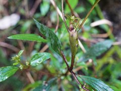 Procecidochares alani