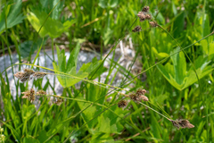 Carex luzulina