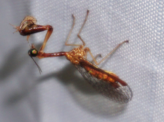 Leptomantispa pulchella