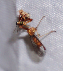 Leptomantispa pulchella