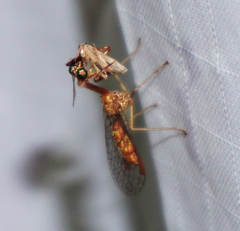 Leptomantispa pulchella