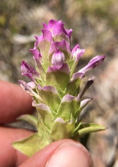 Orthocarpus cuspidatus