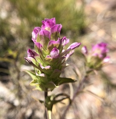 Orthocarpus cuspidatus