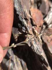 Polygonum sawatchense