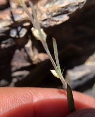 Polygonum sawatchense