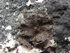 Umbilicaria torrefacta