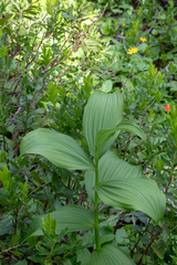 Veratrum viride