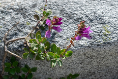 Penstemon davidsonii