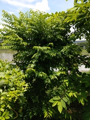Diospyros kotoensis