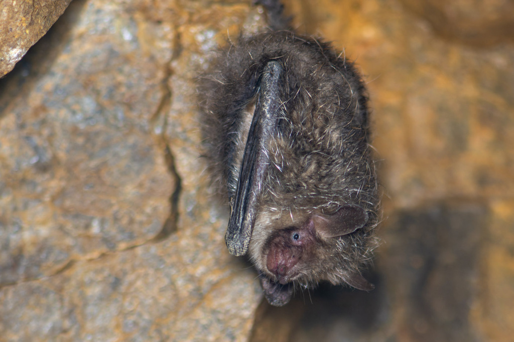 Hilgendorf's Tube-Nosed Bat
