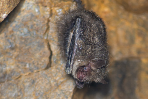 Murina hilgendorfi (Peters, 1880)