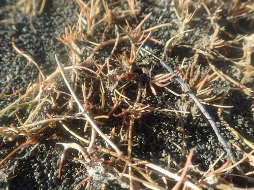 Puccinellia phryganodes, 2024-09-10