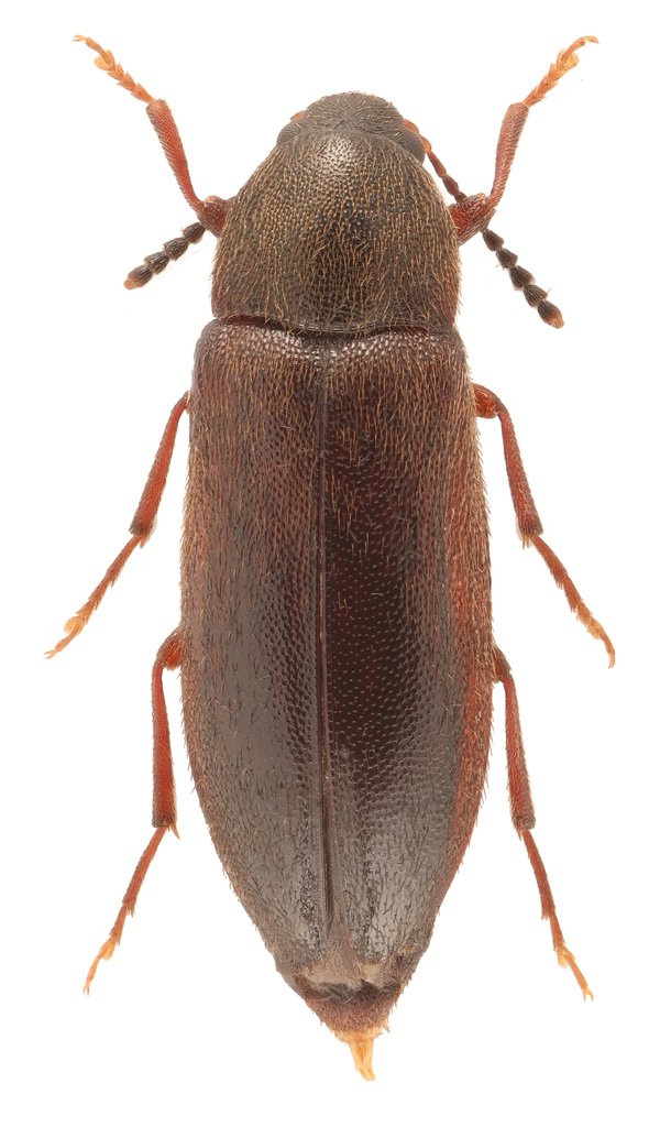 Jewel False Darkling Beetle