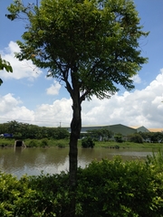 Diospyros kotoensis